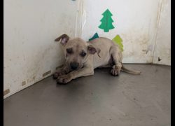 高雄市燕巢動物保護關愛園區,編號:461526, 混種犬          