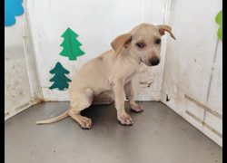 高雄市燕巢動物保護關愛園區,編號:461527, 混種犬          
