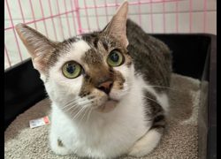 臺北市動物之家,編號:461728, 混種貓                 