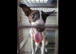 臺南市動物之家善化站,編號:461755, 混種犬          