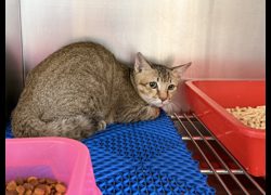 桃園市動物保護教育園區,編號:461888, 混種貓                 