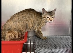 桃園市動物保護教育園區,編號:461889, 混種貓                 