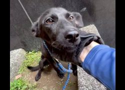 新北市板橋區公立動物之家,編號:462003, 混種犬          
