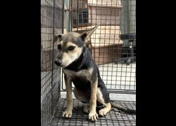 彰化縣流浪狗中途之家臨時收容所,編號:462013, 混種犬          