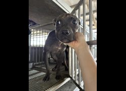 彰化縣流浪狗中途之家臨時收容所,編號:462017, 混種犬          