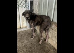彰化縣流浪狗中途之家臨時收容所,編號:462024, 混種犬          
