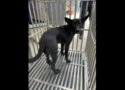 彰化縣流浪狗中途之家臨時收容所,編號:462028, 混種犬          
