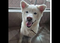 臺南市動物之家灣裡站,編號:431450, 柴犬                  