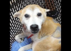 臺南市動物之家灣裡站,編號:462111, 柴犬                  