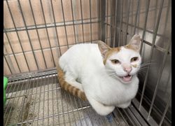 新北市淡水區公立動物之家,編號:462203, 混種貓                 
