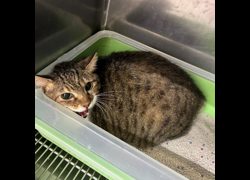 臺北市動物之家,編號:462215, 混種貓                 