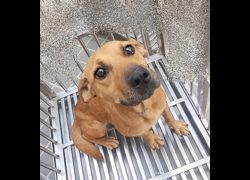 臺中市動物之家后里園區,編號:462236, 混種犬          