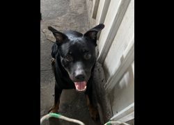 彰化縣流浪狗中途之家臨時收容所,編號:462473, 混種犬          