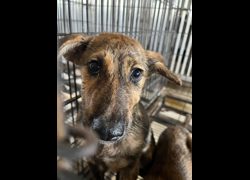 彰化縣流浪狗中途之家臨時收容所,編號:462483, 混種犬          