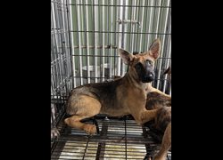 彰化縣流浪狗中途之家臨時收容所,編號:462486, 混種犬          