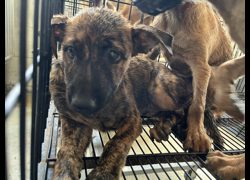 彰化縣流浪狗中途之家臨時收容所,編號:462489, 混種犬          