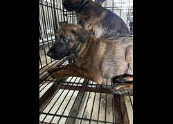 彰化縣流浪狗中途之家臨時收容所,編號:462492, 混種犬          