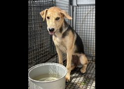 彰化縣流浪狗中途之家臨時收容所,編號:462550, 混種犬          