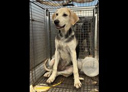 彰化縣流浪狗中途之家臨時收容所,編號:462551, 混種犬          