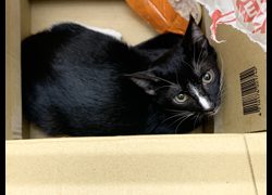 臺北市動物之家,編號:462609, 混種貓                 