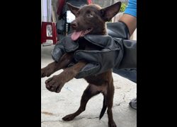 彰化縣流浪狗中途之家臨時收容所,編號:462645, 混種犬          