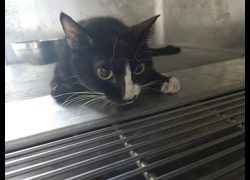 新竹市動物保護教育園區,編號:462685, 混種貓                 
