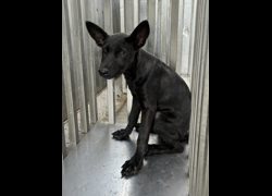 彰化縣流浪狗中途之家臨時收容所,編號:462704, 混種犬          