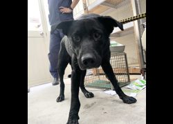 臺北市動物之家,編號:462779, 混種犬          