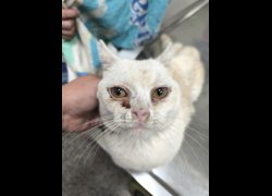 臺北市動物之家,編號:462787, 英國短毛貓               