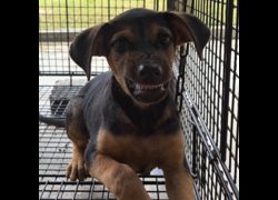 澎湖縣流浪動物收容中心,編號:462730, 混種犬          