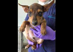 花蓮縣狗貓躍動園區,編號:462888, 混種犬          