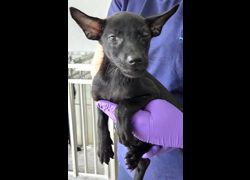 花蓮縣狗貓躍動園區,編號:462891, 混種犬          