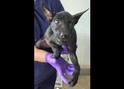 花蓮縣狗貓躍動園區,編號:462892, 混種犬          