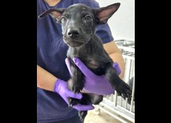 花蓮縣狗貓躍動園區,編號:462894, 混種犬          