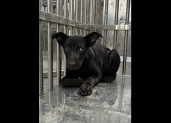 彰化縣流浪狗中途之家臨時收容所,編號:462930, 混種犬          