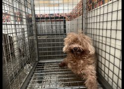 高雄市壽山動物保護教育園區,編號:463003, 貴賓犬        