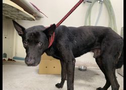 臺北市動物之家,編號:463008, 混種犬          