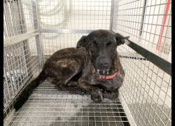 臺北市動物之家,編號:463009, 混種犬          