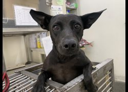 臺北市動物之家,編號:463011, 混種犬          