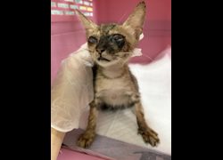 嘉義市動物保護教育園區,編號:463026, 混種貓                 
