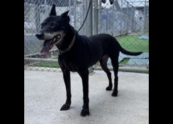 臺北市動物之家,編號:199374, 混種犬          