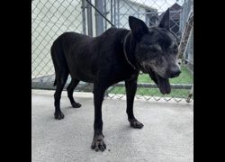 臺北市動物之家,編號:31277, 混種犬          