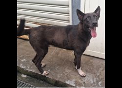 臺北市動物之家,編號:31431, 混種犬          
