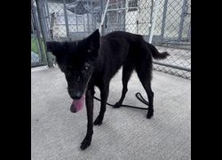臺北市動物之家,編號:414887, 混種犬          