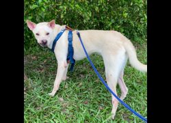 臺北市動物之家,編號:425075, 混種犬          