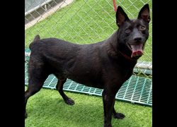 臺北市動物之家,編號:214189, 混種犬          