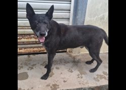 臺北市動物之家,編號:276503, 混種犬          