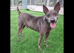 臺北市動物之家,編號:300023, 混種犬          