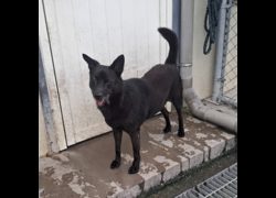 臺北市動物之家,編號:347890, 混種犬          