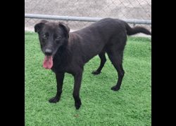 臺北市動物之家,編號:337041, 混種犬          